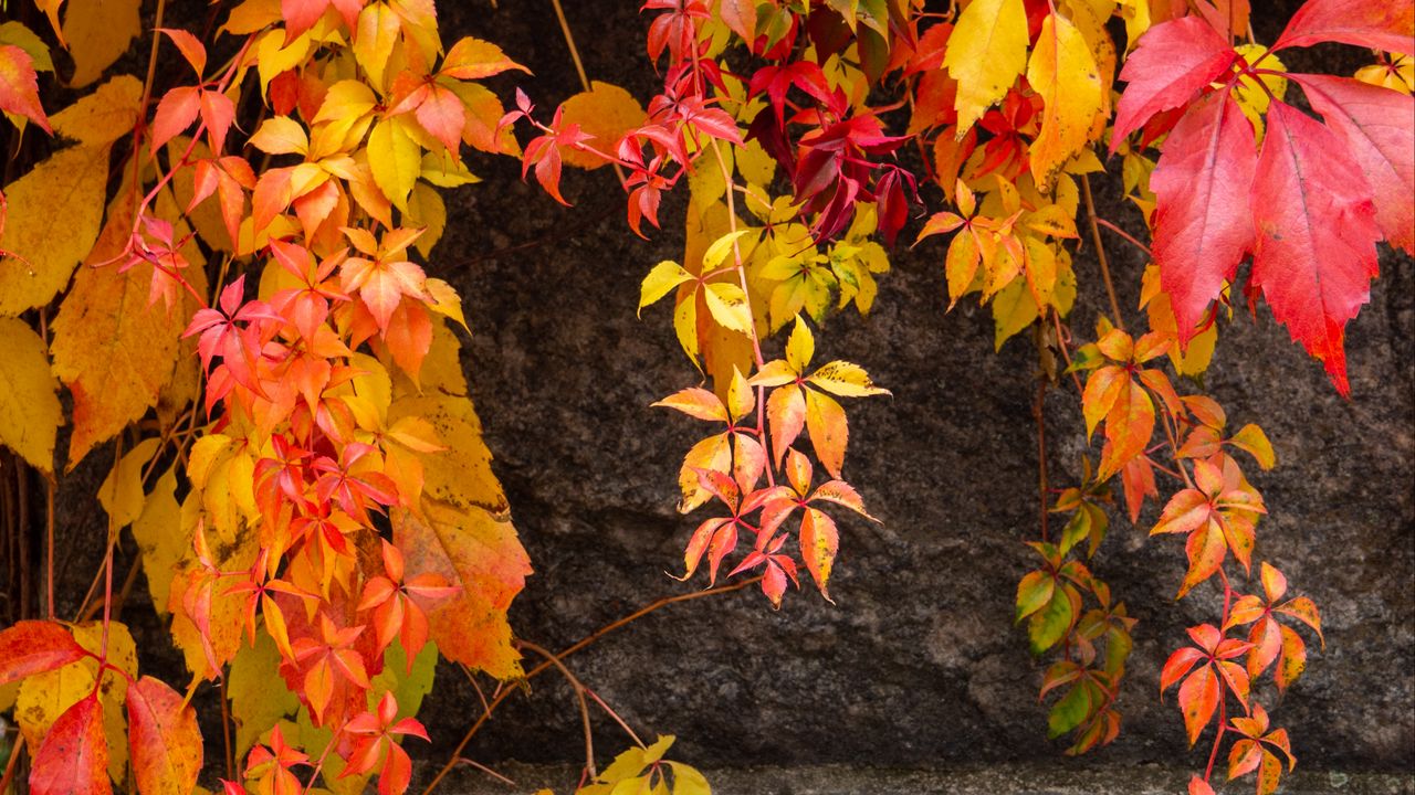 Wallpaper lianas, leaves, stone, autumn