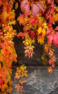 Preview wallpaper lianas, leaves, stone, autumn