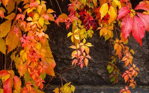 Preview wallpaper lianas, leaves, stone, autumn
