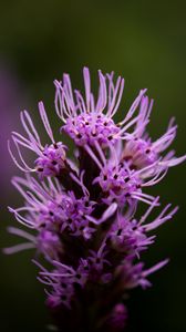 Preview wallpaper liatris, inflorescence, flowers, purple, macro