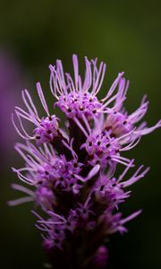 Preview wallpaper liatris, inflorescence, flowers, purple, macro