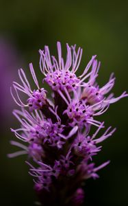 Preview wallpaper liatris, inflorescence, flowers, purple, macro