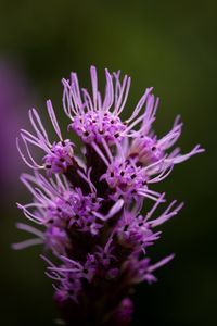 Preview wallpaper liatris, inflorescence, flowers, purple, macro