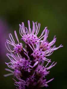 Preview wallpaper liatris, inflorescence, flowers, purple, macro