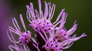 Preview wallpaper liatris, inflorescence, flowers, purple, macro