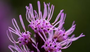 Preview wallpaper liatris, inflorescence, flowers, purple, macro