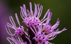 Preview wallpaper liatris, inflorescence, flowers, purple, macro