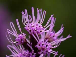 Preview wallpaper liatris, inflorescence, flowers, purple, macro