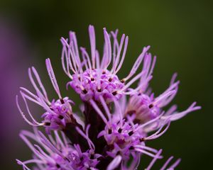 Preview wallpaper liatris, inflorescence, flowers, purple, macro