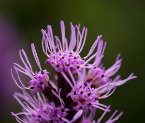 Preview wallpaper liatris, inflorescence, flowers, purple, macro