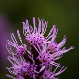 Preview wallpaper liatris, inflorescence, flowers, purple, macro