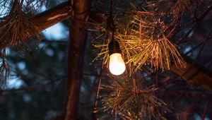 Preview wallpaper light bulbs, needles, pine, drops