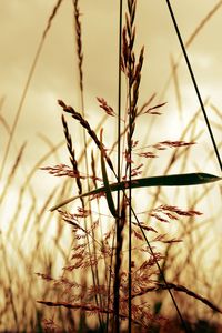 Preview wallpaper light, field, grass, shade, shape