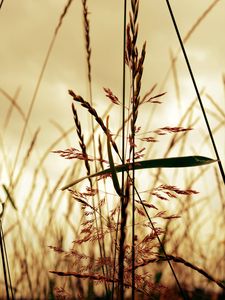 Preview wallpaper light, field, grass, shade, shape