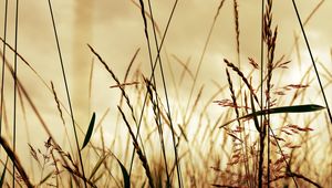 Preview wallpaper light, field, grass, shade, shape