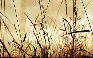 Preview wallpaper light, field, grass, shade, shape