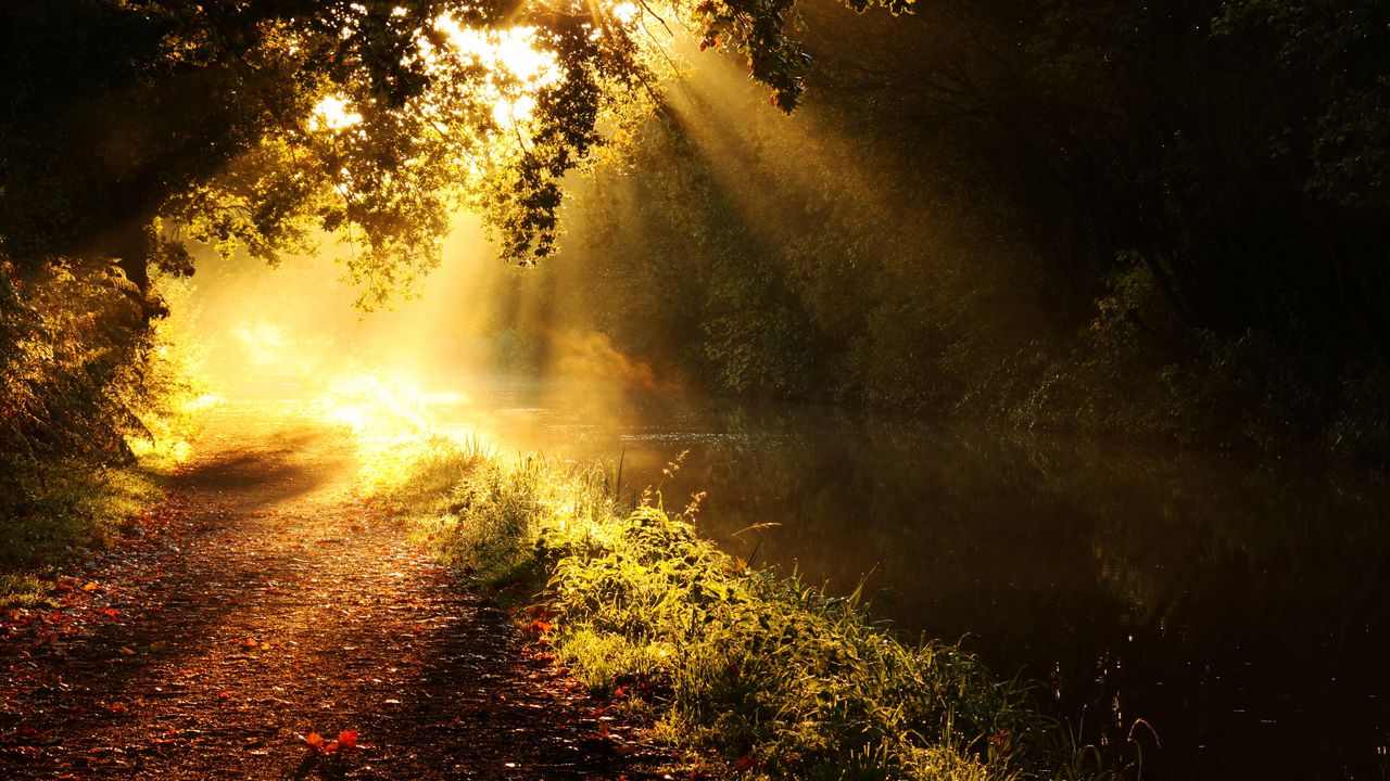 Wallpaper light, sun, beams, glow, river, branches, tree, morning