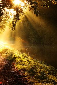 Preview wallpaper light, sun, beams, glow, river, branches, tree, morning