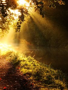 Preview wallpaper light, sun, beams, glow, river, branches, tree, morning