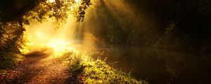 Preview wallpaper light, sun, beams, glow, river, branches, tree, morning
