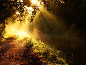 Preview wallpaper light, sun, beams, glow, river, branches, tree, morning