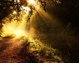 Preview wallpaper light, sun, beams, glow, river, branches, tree, morning