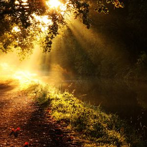 Preview wallpaper light, sun, beams, glow, river, branches, tree, morning