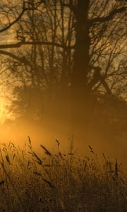 Preview wallpaper light, sun, ears, outlines, trees, glow