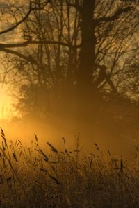 Preview wallpaper light, sun, ears, outlines, trees, glow