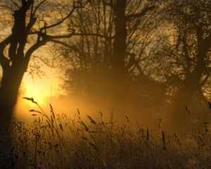 Preview wallpaper light, sun, ears, outlines, trees, glow