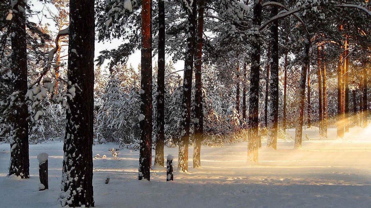Wallpaper light, trees, rays, forest, winter, awakening