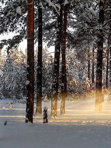 Preview wallpaper light, trees, rays, forest, winter, awakening