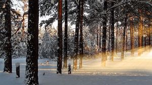 Preview wallpaper light, trees, rays, forest, winter, awakening