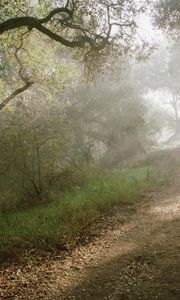 Preview wallpaper light, trees, road, wood, beams, slope