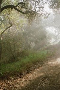 Preview wallpaper light, trees, road, wood, beams, slope