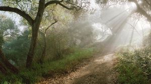 Preview wallpaper light, trees, road, wood, beams, slope