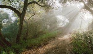 Preview wallpaper light, trees, road, wood, beams, slope