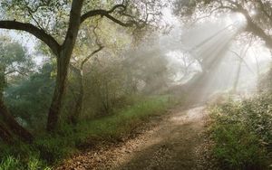 Preview wallpaper light, trees, road, wood, beams, slope