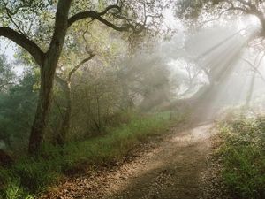 Preview wallpaper light, trees, road, wood, beams, slope