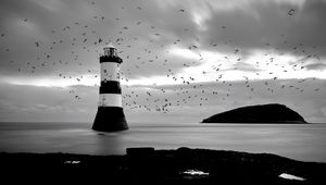 Preview wallpaper lighthouse, birds, sea, black and white