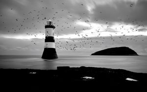 Preview wallpaper lighthouse, birds, sea, black and white