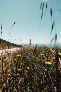 Preview wallpaper lighthouse, building, flowers, wildflowers