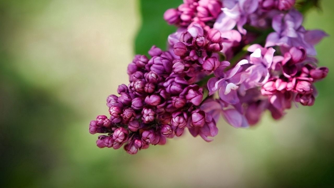 Wallpaper lilac, bindweed, bloom, spring, close-up