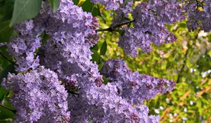 Preview wallpaper lilac, blossom, branch, spring, mood