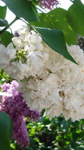 Preview wallpaper lilac, blossoms, branch, bush, spring