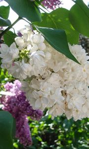 Preview wallpaper lilac, blossoms, branch, bush, spring