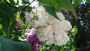 Preview wallpaper lilac, blossoms, branch, bush, spring