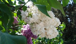 Preview wallpaper lilac, blossoms, branch, bush, spring