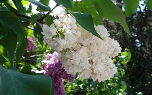 Preview wallpaper lilac, blossoms, branch, bush, spring