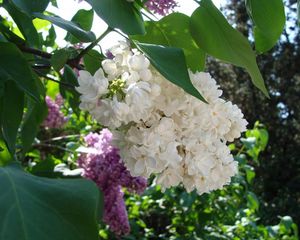 Preview wallpaper lilac, blossoms, branch, bush, spring